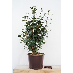 Camélia 'nuccio's pearl' taille du pot