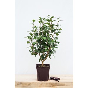 Camélia 'nuccio's pearl' taille du pot