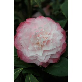 Camélia 'nuccio's pearl' taille du pot