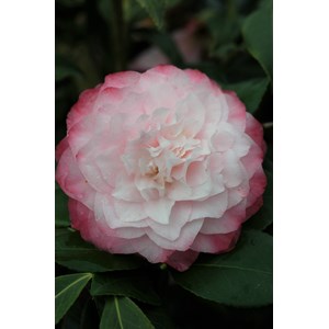 Camélia 'nuccio's pearl' taille du pot