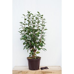 Camélia 'nuccio's pearl' taille du pot