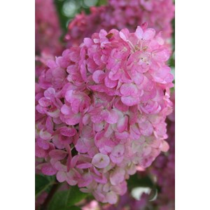 Hortensia 'sundae fraise ?' taille du po