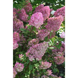 Hortensia 'sundae fraise ?' taille du po