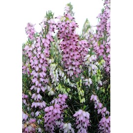 Bruyère d'hiver 'darley dale' taille du