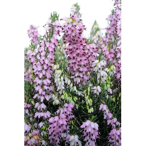Bruyère d'hiver 'darley dale' taille du pot - en pot de 2 litres