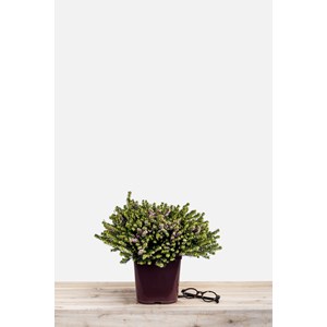 Bruyère d'hiver 'darley dale' taille du