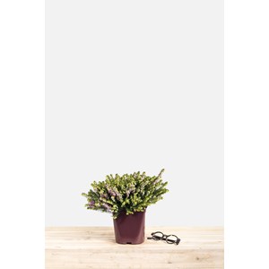 Bruyère d'hiver 'darley dale' taille du