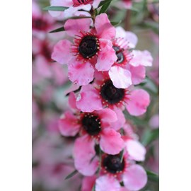 Leptospermum 'martinii' taille du pot -