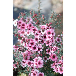Leptospermum 'martinii' taille du pot -