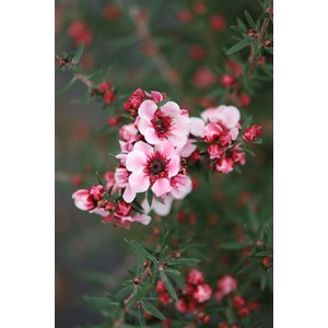Leptospermum 'martinii' taille du pot -