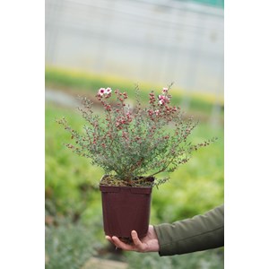 Leptospermum 'martinii' taille du pot - en pot de 3 litres