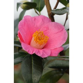 Camelia 'st ewe' taille du pot - en pot