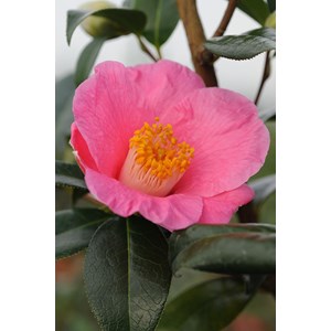 Camelia 'st ewe' taille du pot - en pot
