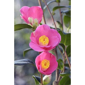 Camelia 'st ewe' taille du pot - en pot