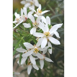 Oranger du mexique 'white dazzler ?' taille du pot - en pot de 3 litres