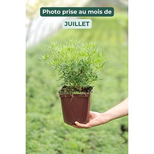 Oranger du mexique 'white dazzler ?' tai