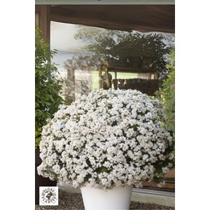 Oranger du mexique 'white dazzler ?' tai