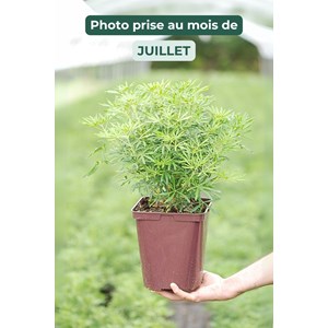 Oranger du mexique 'white dazzler ?' tai