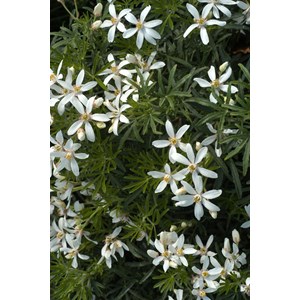 Oranger du mexique 'white dazzler ?' tai