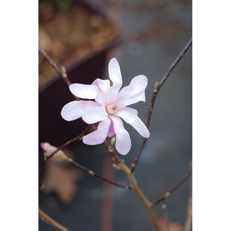 Magnolia 'leonard messel' taille du pot - en pot de 4 litres