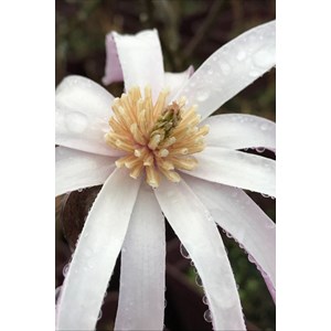 Magnolia 'leonard messel' taille du pot