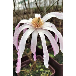 Magnolia 'leonard messel' taille du pot