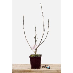 Magnolia 'leonard messel' taille du pot