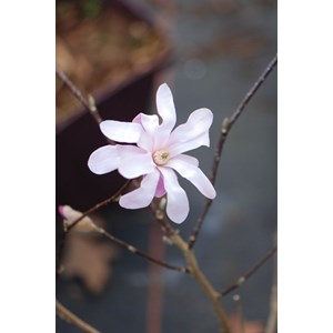 Magnolia 'leonard messel' taille du pot - en pot de 4 litres