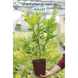 Magnolia 'leonard messel' taille du pot - en pot de 4 litres