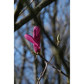 Magnolia 'susan' taille du pot - en pot