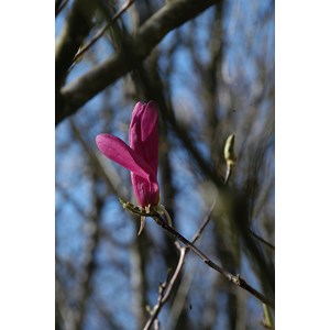 Magnolia 'susan' taille du pot - en pot de 4 litres