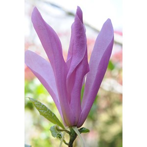 Magnolia 'susan' taille du pot - en pot de 4 litres