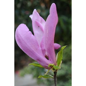 Magnolia 'susan' taille du pot - en pot de 4 litres