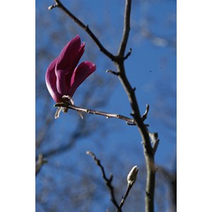 Magnolia 'susan' taille du pot - en pot de 4 litres