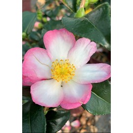 Camélia 'versicolor' taille du pot - en