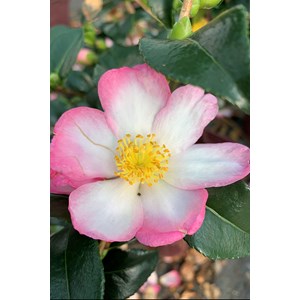 Camélia 'versicolor' taille du pot - en