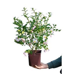 Camélia 'versicolor' taille du pot - en