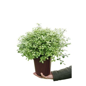 Pittospore 'golf ball' taille du pot - e