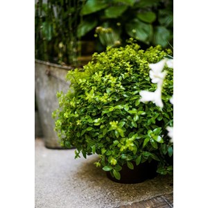 Pittospore 'golf ball' taille du pot - e