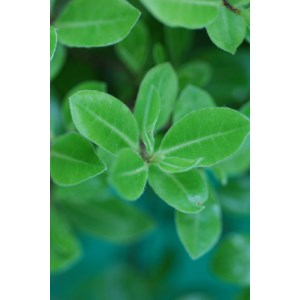 Pittospore 'golf ball' taille du pot - e