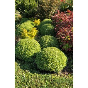 Pittospore 'golf ball' taille du pot - e