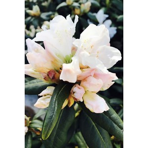 Rhododendron 'dora amatéis' taille du pot - en pot de 4 litres