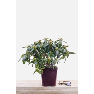 Rhododendron 'dora amatéis' taille du p