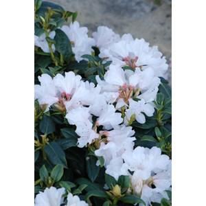 Rhododendron 'dora amatéis' taille du p