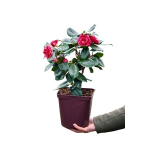 Camélia 'curly lady' taille du pot - en