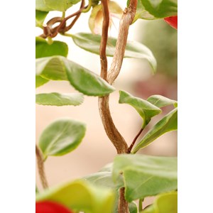 Camélia 'curly lady' taille du pot - en