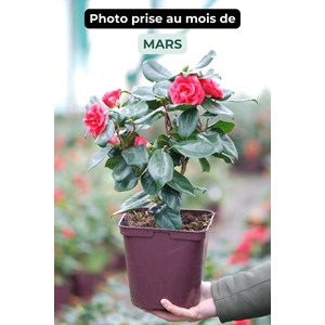 Camélia 'curly lady' taille du pot - en