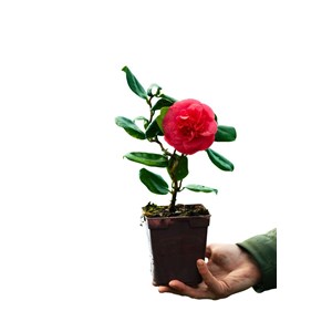 Camélia 'curly lady' taille du pot - en