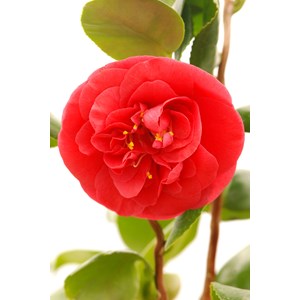 Camélia 'curly lady' taille du pot - en