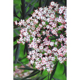 Sureau 'black lace' taille du pot - en p